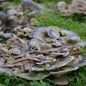 Trametes versicolor at Paddys River, ACT - 25 Jun 2020