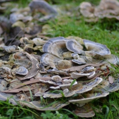 Trametes versicolor (Turkey Tail) at Paddys River, ACT - 25 Jun 2020 by Bernadette