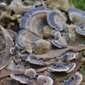 Trametes versicolor at Paddys River, ACT - 25 Jun 2020