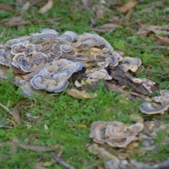 Trametes versicolor at Paddys River, ACT - 25 Jun 2020