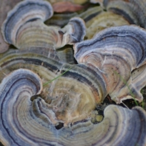 Trametes versicolor at Paddys River, ACT - 25 Jun 2020