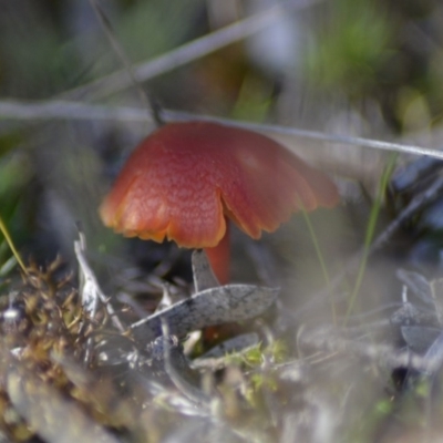 Hygrocybe sp. ‘red’ (A Waxcap) at Tidbinbilla Nature Reserve - 25 Jun 2020 by Bernadette