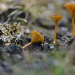 Lichenomphalia chromacea (Yellow Navel) at Tidbinbilla Nature Reserve - 14 Jun 2020 by Bernadette