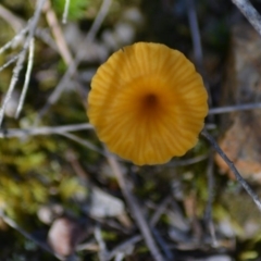 Lichenomphalia chromacea at Paddys River, ACT - 14 Jun 2020