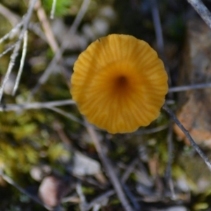 Lichenomphalia chromacea at Paddys River, ACT - 14 Jun 2020