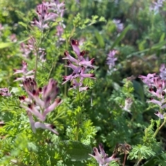 Fumaria muralis subsp. muralis (Wall Fumitory) at Kambah, ACT - 25 Jun 2020 by Shazw