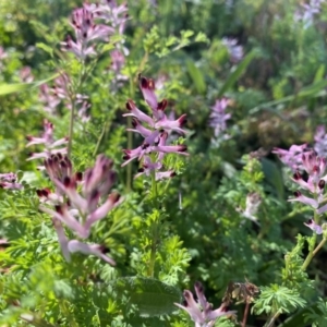 Fumaria muralis subsp. muralis at Kambah, ACT - 25 Jun 2020 12:15 PM