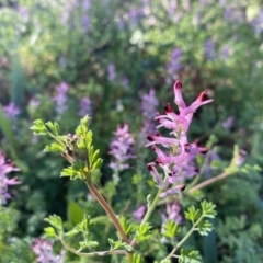 Fumaria muralis subsp. muralis at Kambah, ACT - 25 Jun 2020 12:15 PM