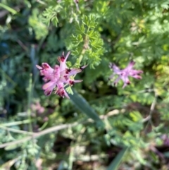 Fumaria muralis subsp. muralis at Kambah, ACT - 25 Jun 2020