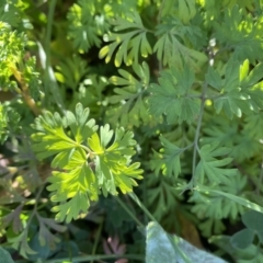 Fumaria muralis subsp. muralis at Kambah, ACT - 25 Jun 2020