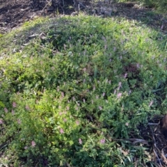 Fumaria muralis subsp. muralis at Kambah, ACT - 25 Jun 2020