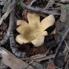 Scleroderma sp. (Scleroderma) at Bruce, ACT - 24 Jun 2020 by AndyRussell