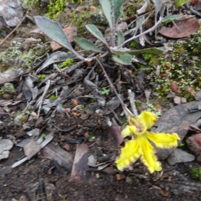 Goodenia hederacea (Ivy Goodenia) at Bruce, ACT - 24 Jun 2020 by AndyRussell