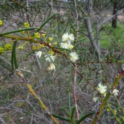 Acacia genistifolia (Early Wattle) at Bruce, ACT - 24 Jun 2020 by AndyRussell