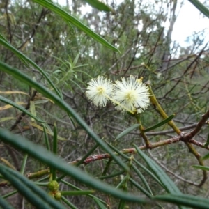 Acacia genistifolia at Bruce, ACT - 24 Jun 2020