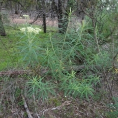 Cassinia longifolia (Shiny Cassinia, Cauliflower Bush) at Gossan Hill - 24 Jun 2020 by AndyRussell