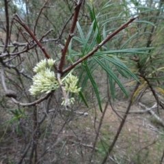Cassinia longifolia at Bruce, ACT - 24 Jun 2020