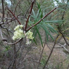 Cassinia longifolia at Bruce, ACT - 24 Jun 2020 02:30 PM