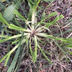 Dactylis glomerata (Cocksfoot) at Hughes Garran Woodland - 24 Jun 2020 by ruthkerruish