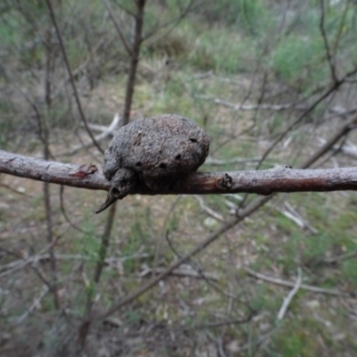 Unverified gall of Acacia sp. at Bruce, ACT - 24 Jun 2020 by AndyRussell