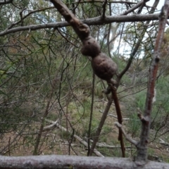 Unidentified gall of Acacia sp. at Bruce, ACT - 24 Jun 2020