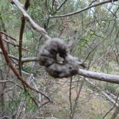 Unidentified gall of Acacia sp. at Bruce, ACT - 24 Jun 2020