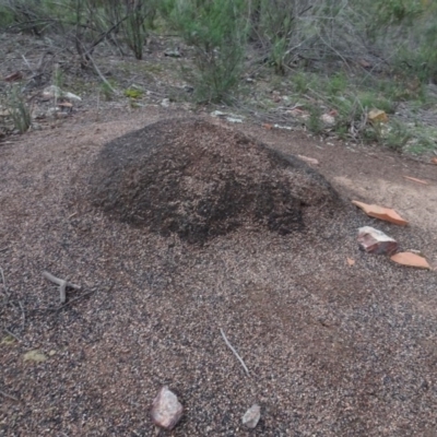 Iridomyrmex purpureus (Meat Ant) at Bruce Ridge to Gossan Hill - 24 Jun 2020 by AndyRussell