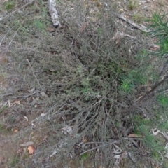 Gaudium multicaule (Teatree) at Bruce Ridge to Gossan Hill - 24 Jun 2020 by AndyRussell