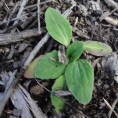 Cymbonotus sp. (preissianus or lawsonianus) (Bears Ears) at Gossan Hill - 24 Jun 2020 by AndyRussell