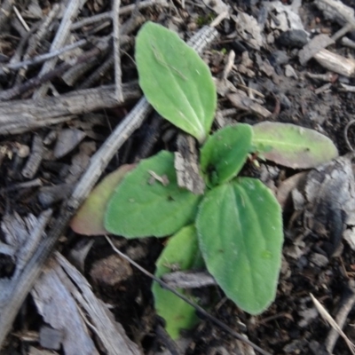 Cymbonotus sp. (preissianus or lawsonianus) (Bears Ears) at Gossan Hill - 24 Jun 2020 by AndyRussell