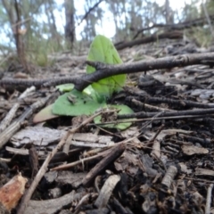 Cymbonotus sp. (preissianus or lawsonianus) at Bruce, ACT - 24 Jun 2020