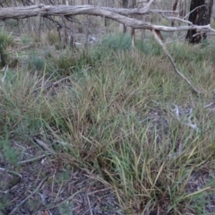 Dianella revoluta var. revoluta (Black-Anther Flax Lily) at Gossan Hill - 24 Jun 2020 by AndyRussell