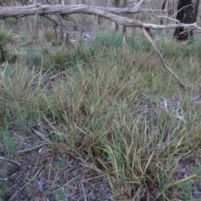 Dianella revoluta var. revoluta (Black-Anther Flax Lily) at Gossan Hill - 24 Jun 2020 by AndyRussell