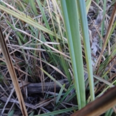 Dianella revoluta var. revoluta at Bruce, ACT - 24 Jun 2020