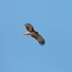 Hieraaetus morphnoides (Little Eagle) at Red Hill, ACT - 24 Jun 2020 by JamWiRe