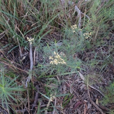 Cassinia quinquefaria (Rosemary Cassinia) at Bruce, ACT - 24 Jun 2020 by AndyRussell