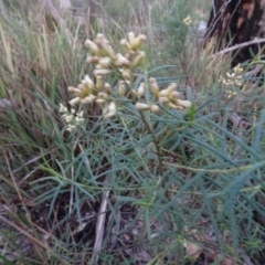 Cassinia quinquefaria at Bruce, ACT - 24 Jun 2020 02:45 PM