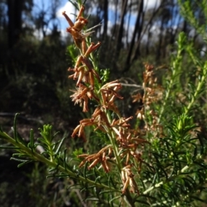 Cassinia sifton at Bruce, ACT - 24 Jun 2020