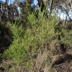 Cassinia sifton at Bruce, ACT - 24 Jun 2020