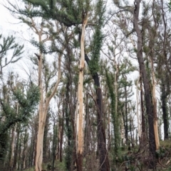 Native tree with hollow(s) (Native tree with hollow(s)) at Mogo, NSW - 17 Jun 2020 by nickhopkins