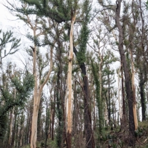 Native tree with hollow(s) at Mogo, NSW - 17 Jun 2020