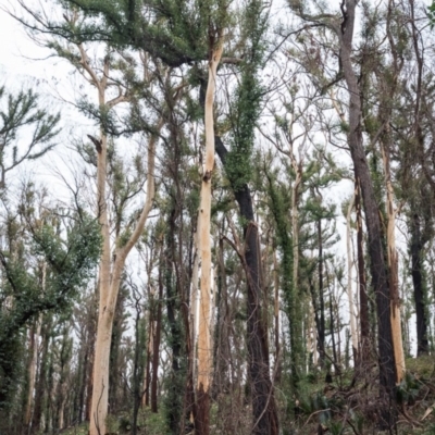 Native tree with hollow(s) (Native tree with hollow(s)) at Mogo State Forest - 17 Jun 2020 by nickhopkins