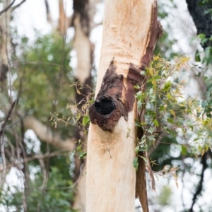 Native tree with hollow(s) at Mogo, NSW - 17 Jun 2020 11:01 AM