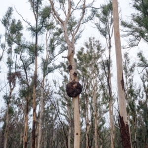 Native tree with hollow(s) at Mogo, NSW - 17 Jun 2020