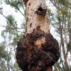 Native tree with hollow(s) at Mogo, NSW - 17 Jun 2020 11:36 AM