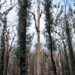 Native tree with hollow(s) (Native tree with hollow(s)) at Mogo, NSW - 17 Jun 2020 by nickhopkins