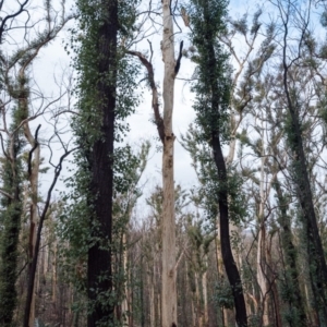 Native tree with hollow(s) at Mogo, NSW - 17 Jun 2020 12:01 PM