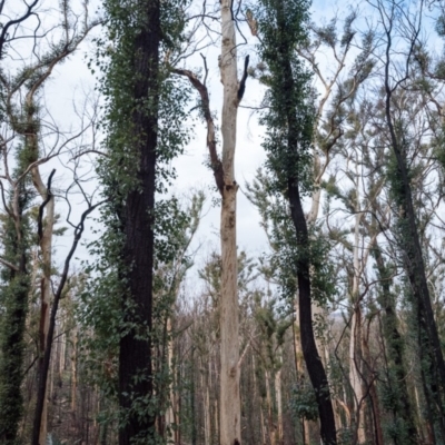 Native tree with hollow(s) (Native tree with hollow(s)) at Mogo State Forest - 17 Jun 2020 by nickhopkins