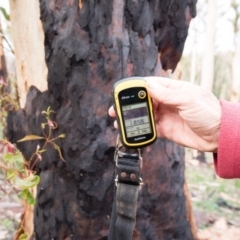 Native tree with hollow(s) at Mogo, NSW - 17 Jun 2020 12:01 PM