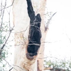 Native tree with hollow(s) at Mogo, NSW - 17 Jun 2020